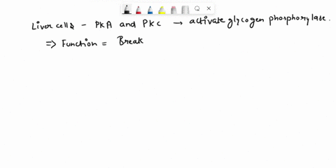 in-liver-cells-both-pkc-and-pka-directly-activate-glycogen-phosphorylase-kinase-not-the-answer-activate-glycogen-phosphorylase-activate-glycogen-synthase-inhibit-glycogen-synthase-inhibit-gl-00235