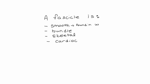 a-fascicle-is-1-the-sheet-of-smooth-muscle-cells-2-a-bundle-of-muscles-3-a-bundle-of-skeletal-muscle-cells-4-a-bundle-of-cardiac-muscle-cells