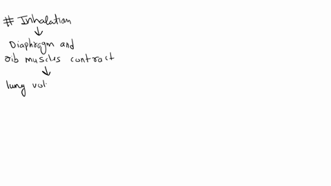 place-the-events-of-inhalation-and-exhalation-in-order-beginning-of-inhalation-end-of-exhalation-answer-bank-the-inspiratory-muscles-relax-the-inspiratory-muscles-contract-the-intrapulmonary-11327