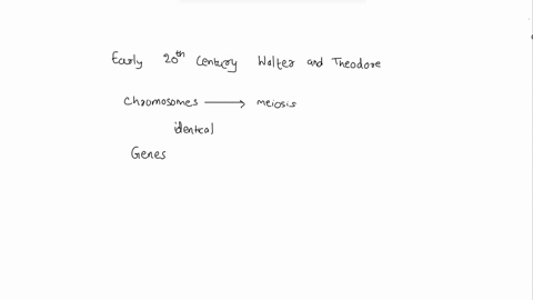 question-17-1-point-early-in-the-twentieth-century-walter-sutton-and-theodore-boveri-noted-that-the-behavior-of-chromosomes-during-meiosis-is-identical-to-the-behavior-of-genes-during-gamete-86582