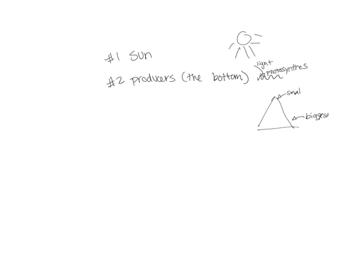 question-1-where-does-all-the-energy-for-this-pyramid-come-from-question-2-which-level-has-the-most-organisms-question-3-which-level-has-the-least-amount-of-energy-question-4-what-do-the-pro-87072