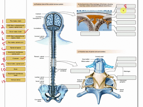 label-with-correct-terms-just-zoom-in-to-see-text-the-central-nervous-system-a-posterior-view-of-the-central-nervous-system-b-sectional-view-of-the-meninges-of-the-brainshowing-how-they-cush-04493