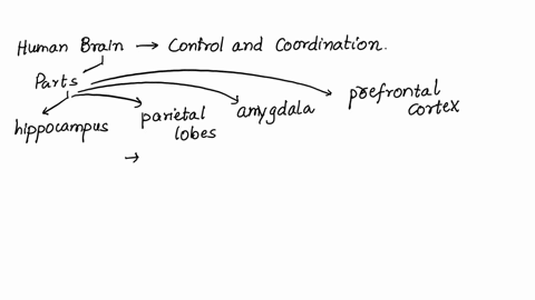 which-part-of-the-human-brain-seems-to-be-the-last-to-reach-maturity-a-prefrontal-cortex-b-hippoca-2-92166