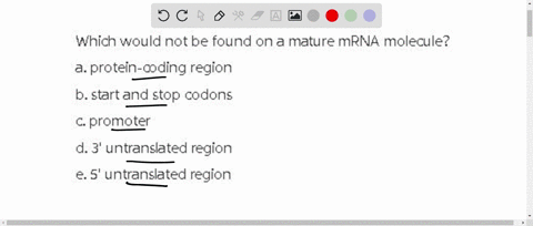 which-would-not-be-found-on-a-mature-mrna-molecule-a-protein-coding-region-b-start-and-stop-codons-c-promoter-d-3-untranslated-region-e-5-untranslated-region-69674
