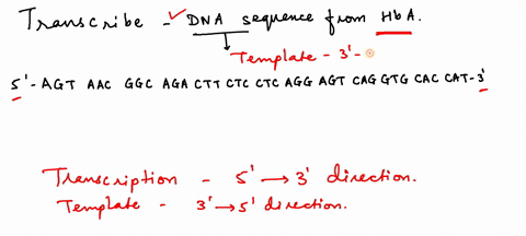 transcribe-the-following-dna-sequence-from-hba_-record-your-answer-to-submit-for-grading-dna-sequence-5-agt-aac-ggc-aga-ctt-ctc-ctc-agg-agt-cag-gtg-cac-cat-3-mrna-sequence-5-type-your-transc-79705