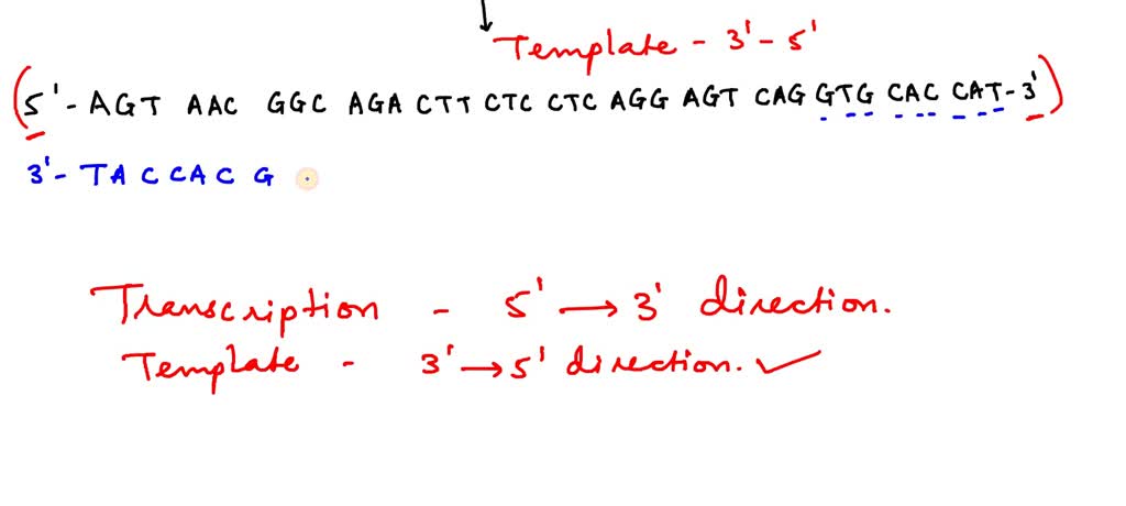 transcribe-the-following-dna-sequence-from-hba-record-your-answer-to