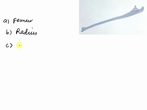 question-14-2-pts-what-bone-is-this-o-femur-o-radius-o-ulna-otibia-09294