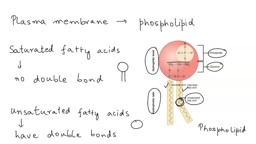 SOLVED 'What do double bonds in phospholipid fatty acid tails contribute to? preventing high