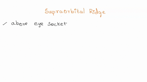 describe-how-the-supraorbital-ridge-or-brow-line-changes-in-the-skulls-how-does-this-relate-to-the-size-of-the-cranium-3018