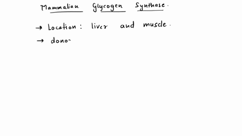 which-one-of-the-following-statements-about-mammalian-glycogen-synthase-is-not-correct-a-it-is-especially-predominant-in-liver-and-mnuscle-b-the-donor-molecule-is-a-sugar-nucleotide-c-the-ud-81558