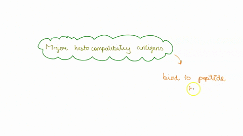1-major-histocompatibility-complex-are-a-antigens-that-cause-an-allergic-response-b-antigens-attached-to-foreign-invaders-c-not-really-antigens-rather-antibodies-produced-to-mask-foreign-inv-02367