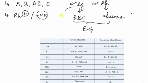 blood-typing-test-your-understanding-of-blood-groups-by-filling-in-the-blanks-in-the-chart-below-blood-group-a-if-you-belong-to-the-blood-group-a-you-have-a-antigens-on-the-surface-of-your-r-29633