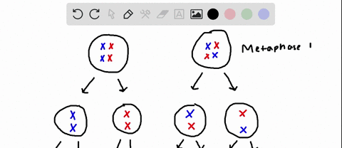 how-many-different-combinations-of-chromosomes-can-result-starting-with-2-pairs-of-chromosomes-without-crossing-over-19936
