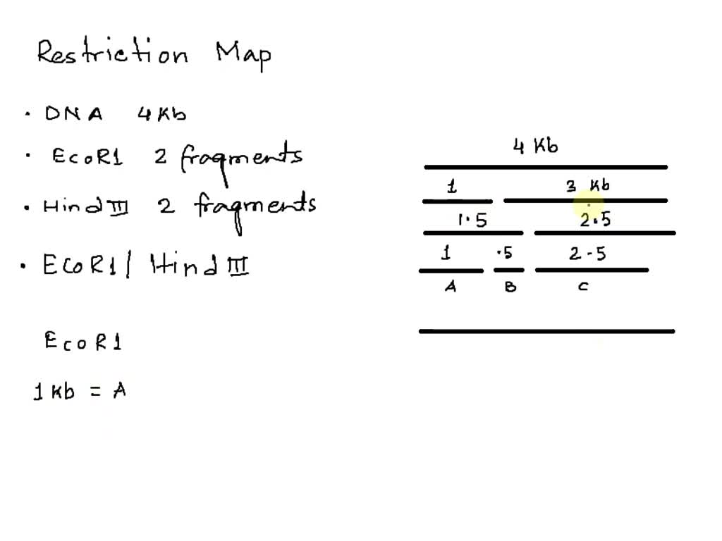 SOLVED: DA 7.5 kb DNA was digested with EcoRl produced 5.0 kb and 2.5 ...