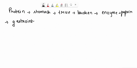 the-process-of-chemically-digesting-protein-primarily-begins-in-the-stomach-the-process-continues-through-the-gastrointestinal-tract-as-large-protein-molecules-are-dismantled-to-yield-dipept-93348