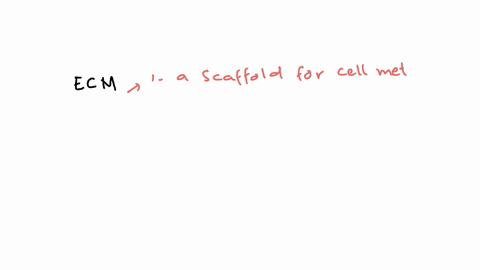 4-how-does-the-extracellular-matrix-of-connective-tissues-contribute-to-its-function