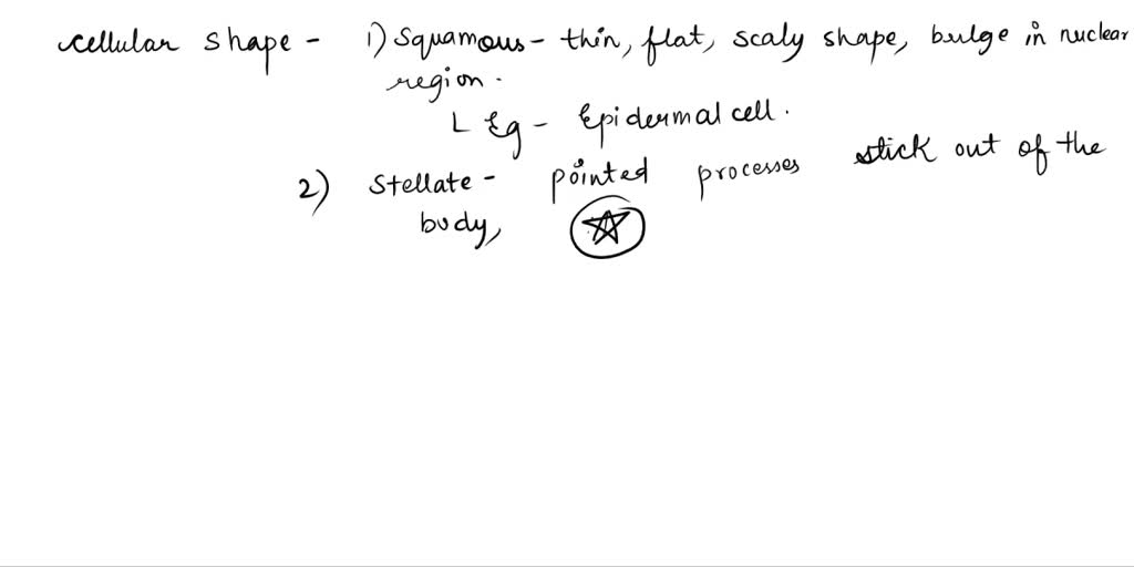 SOLVED 1. What does it mean to say a cell is squamous, stellate