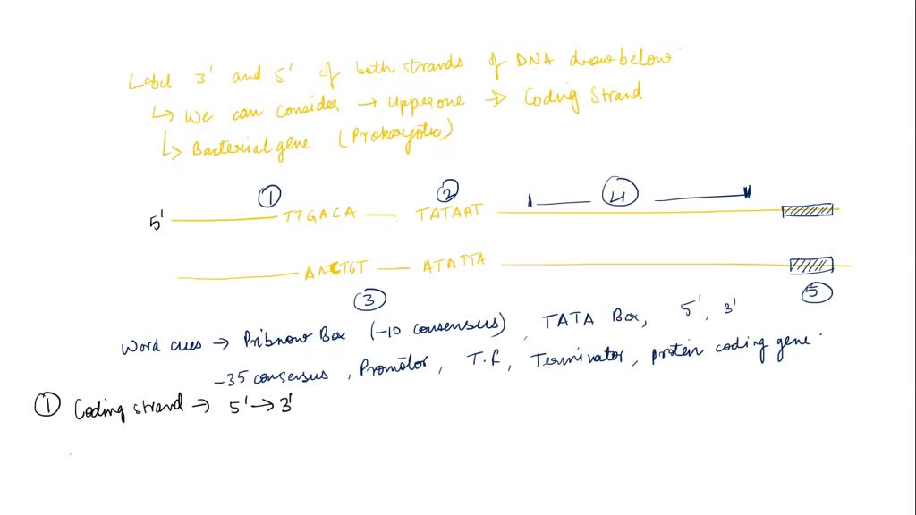 SOLVED: Label the 3' and 5' ends of both DNA strands below (you may ...