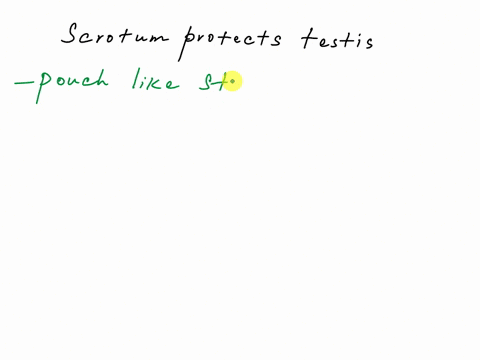 how-does-the-position-of-the-scrotum-in-a-males-body-protect-sperm-17764