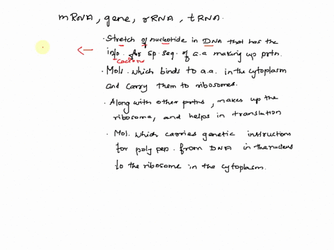 match-up-the-following-terms-with-their-role-in-protein-synthesis-stretch-of-nucleotides-in-dna-that-has-the-information-for-the-specific-sequence-of-amino-acids-making-up-protein-mrna-molec-97737
