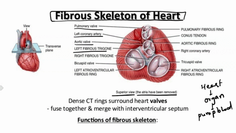 describe-the-structure-and-functions-of-the-heart-skeleton-87758