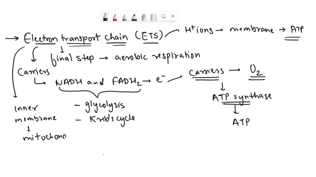 SOLVED Explain the electron transport chain. Mention the sites of ATP