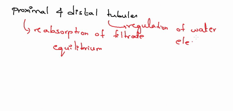 question-20-processing-of-filtrate-in-the-proximal-and-distal-tubules-accomplishes-what-important-function-reabsorbing-urea-to-maintain-osmotic-balance-maintaining-proper-ion-balance-in-body-71283