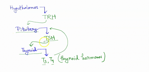 timothy-looked-the-diagramn-and-nodded-the-doctor-continued-shuts-down-your-thyroid-is-overactive-and-producing-too-the-production-of-tsh-much-hotmone-then-ihe-piturtary-senses-this-and-stws-30256