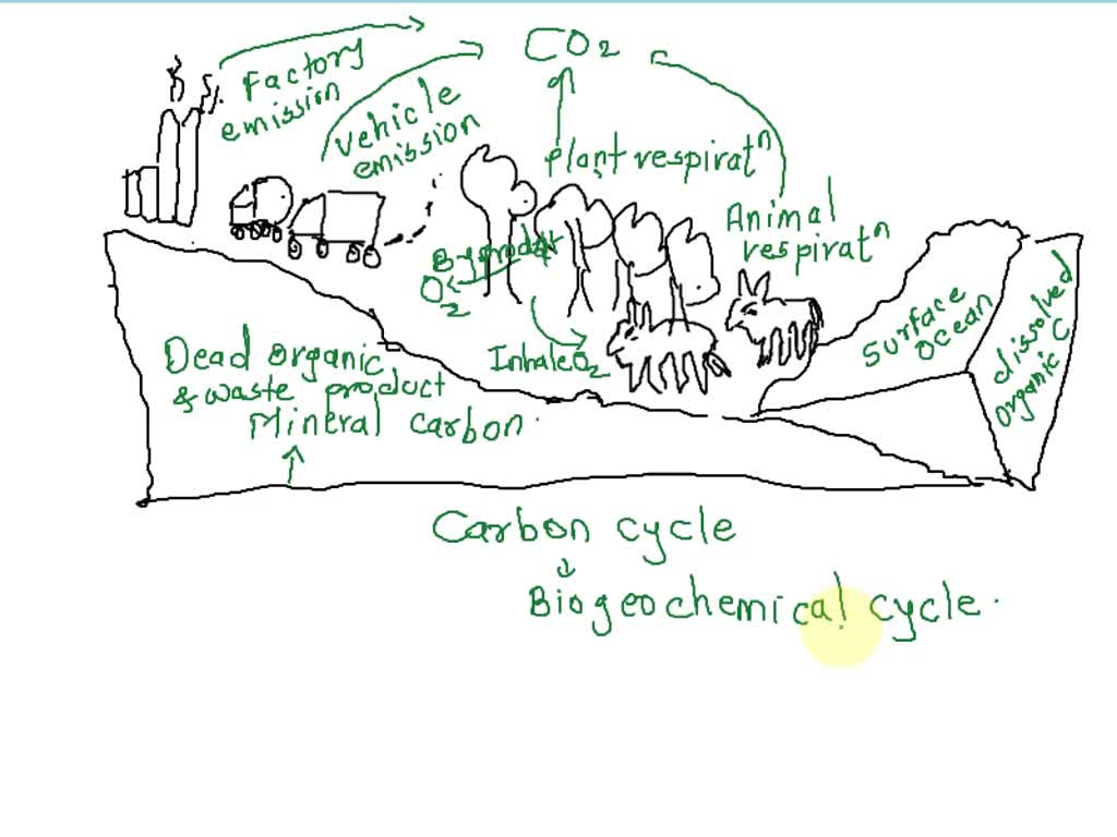 Topic - Carbon cycle | ShowMe Online Learning