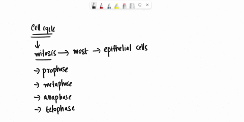 at-what-stage-of-the-eukaryotic-cell-cycle-are-chromosomes-visible-and-why-is-that-so-12217