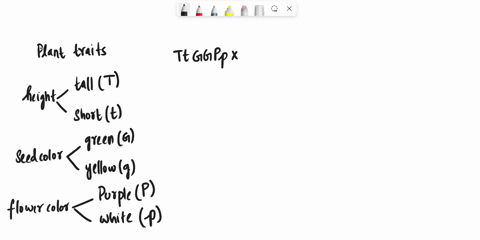 lant-height-the-dominant-t-allele-determines-tall-plants-whereas-the-recessive-t-allele-determines-short-plantsseed-color-the-dominant-g-allele-determines-green-seeds-whereas-the-recessive-g-53626
