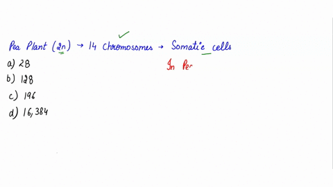 the-pea-plants-used-in-mendels-genetic-inheritance-studies-were-diploid-with-14-chromosomes-in-somat-87236