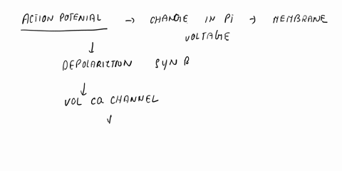 starting-with-a-neuron-at-resting-membrane-potential-explain-the-movement-of-sodium-ions-during-an-action-potential-in-terms-of-the-5-principles-in-the-flow-down-gradients-core-concept-be-su-50977