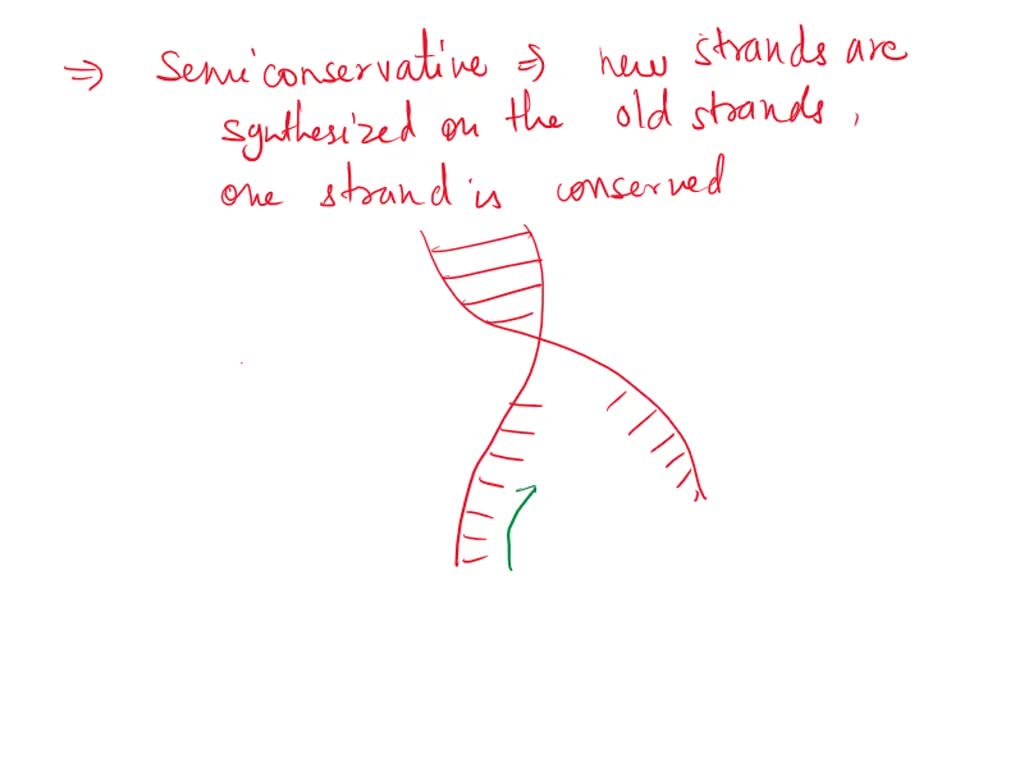 SOLVED Replication Briefly describe what is a DNA replication and