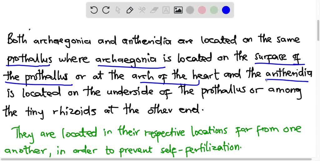 SOLVED Fern prothallus Look at Figure 1610, noting the position of
