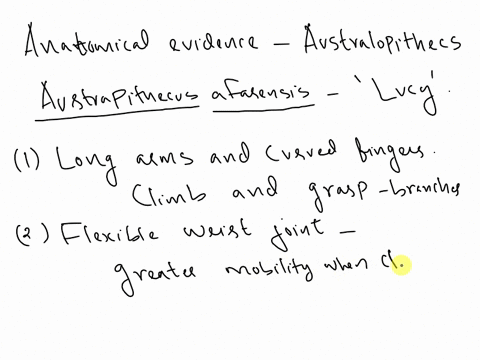 what-anatomical-evidence-has-been-used-to-support-the-idea-that-australopithecines-spent-time-in-the-trees-the-members-of-the-genus-paranthropus-show-many-adaptations-for-heavy-chewing-what-99953