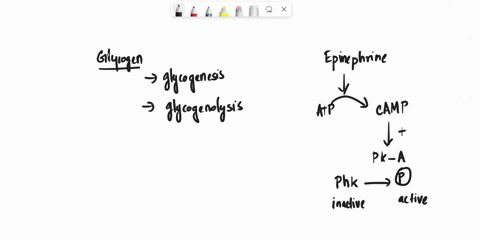 epinephrlne-acting-iiver-cells-causes-enzymes-involved-elycogen-metabolism-become-carefullyllll-phospharylated-elther-active-inactve-depending-on-ie-enzyme-phosphorylated-actlve-dephosphoryl-45552