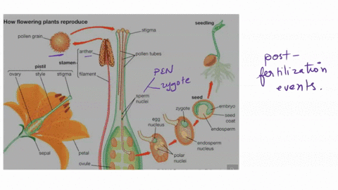 summarize-the-events-that-occur-from-the-fertilization-to-the-development-of-an-embryo-in-plants-and-animals-37587