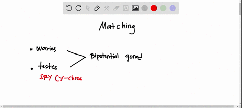 question-33-complete-match-each-phase-of-sex-anatomical-development-with-the-primary-inducer-of-differentiation-and-organizational-effects-at-that-stage-mark-c-25-out-internal-genitalia-test-34514