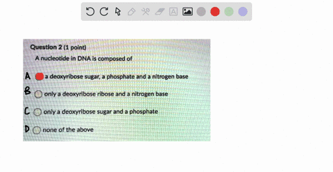 question-2-1-point-a-nucleotide-in-dna-is-composed-of-a-deoxyribose-sugar-phosphate-and-nitrogen-base-only-a-deoxyribose-ribose-and-nitrogen-base-only-a-deoxyribose-sugar-and-phosphate-none-96752