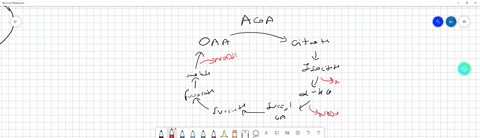 learning-check-which-of-the-following-conversions-occurring-in-the-citric-acid-cycle-is-coupled-to-a-substrate-level-phosphorylation-reaction-acetyl-coa-oxaloacetate-7-citrate-coa-b-alpha-ke-23228