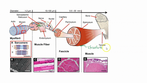 the-diagram-shows-a-model-of-the-hierarchical-organization-of-the-muscular-system-which-of-these-best-explains-the-next-level-of-organization-in-this-model-1-the-diagram-shows-a-model-of-55996