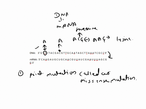 using-the-dna-strand-below-create-an-mrna-transcript-and-using-that-mrna-transcript-create-a-protein-3-g-t-t-c-t-a-c-g-a-c-g-t-t-g-c-a-a-t-a-g-c-t-t-a-a-a-t-c-g-c-c-5-what-is-the-effect-of-h-31682