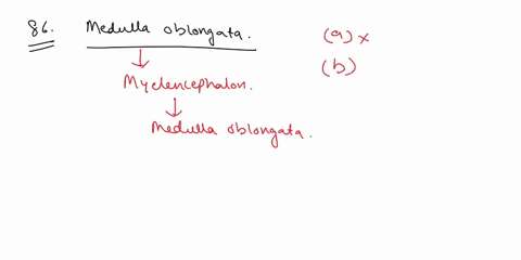 86-the-portion-0l-tne-from-which-secondary-adult-brain-ihat-brain-gives-mse-icle-the-medulla-telencephalon-oblongata-derived-diencephai-myelencephalon-metencephalcn-mesencephalon-cerebral-nu-98388