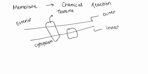 what-part-of-the-membrane-helps-chemical-reactions-happen-93533