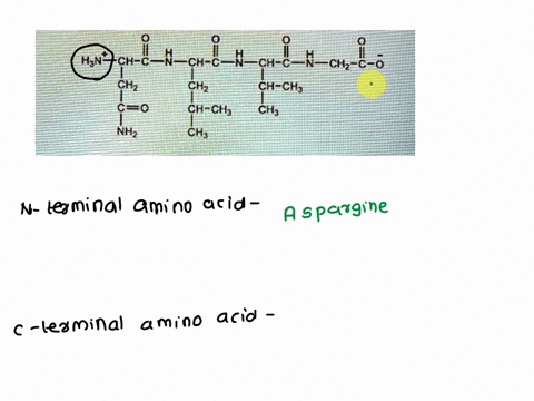 use-the-structure-of-the-peptide-shown-below-ta-answer-the-questions-that-follow-hjnte-ch-c-ch-c-ch-c-ch2-c-0-ch-ch3-chz-chz-ch-cha-ch3-c0-ch-2-pts-name-of-the-n-terminal-amino-acid-2-pts-na-65118