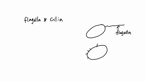 which-of-these-is-an-incorrect-comparison-between-flagella-and-cilia-multiple-choice-flagella-are-found-in-all-three-domains-of-organisms-while-cilla-are-found-only-in-e-flagella-are-longer-99647
