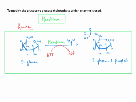 hexokinase-is-an-enzyme-that-catalyzes-the-atp-dependent-phosphorylation-of-glucose-to-glucose-6-phosphate-watch-the-animation-of-hexokinase-converting-glucose-into-glucose-6-phosphate-and-a-77648