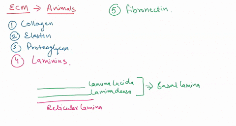 which-of-the-following-statements-represents-a-fundamental-difference-between-the-fibers-found-in-the-extracellular-layers-of-plants-and-those-of-animals-group-of-answer-choices-animal-fiber-69317