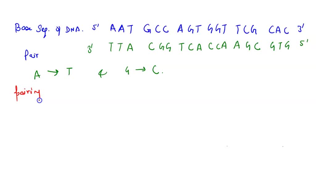 SOLVED: The following is the base sequence on the strand of a DNA ...